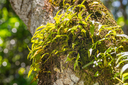 Epiphytic Pyrrosia Climbing Up A Tree In The Rainforest Of Mahe Island, Seychellesの写真素材