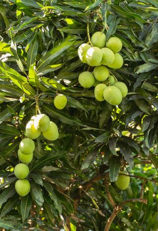 Mango Fruits Hanging On A Tree In A Garden On Mahe Island Seychellesの写真素材