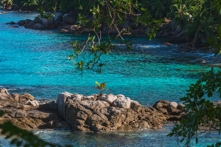 A Single Coconut Palm Growing On A Small Rocky Island - Seen On Mahe Island, Seychellesの写真素材