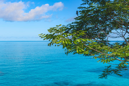 Beautiful Coastal Tree At The Sea - Close To Beau Vallon On Mahe Island, Seychellesの写真素材