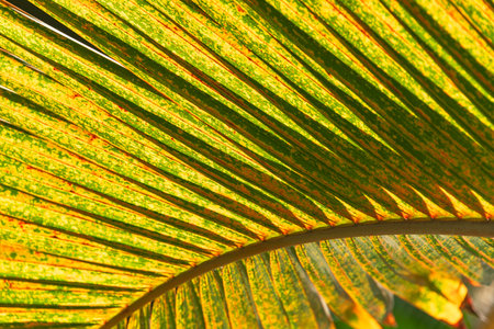 Colorful Palm Leaf At The Edge Of The Rainforest Close To Beau Vallon On Mahe Island, Seychellesの写真素材