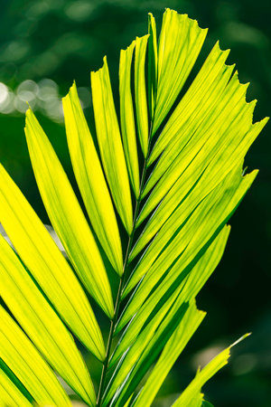 Beautiful Young Palm Leaf At The Edge Of The Rainforest Close To Beau Vallon On Mahe Island, Seychellesの写真素材