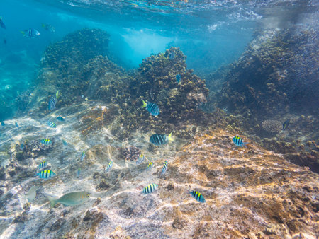 Snorkling And Encountering A School Of Fish At The Coral Reef - Seen On Mahe Island, Seychellesの写真素材