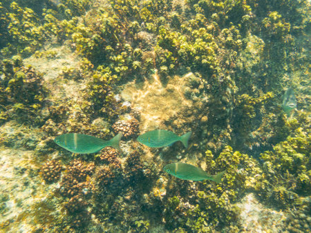 Snorkeling At The Reef And Discovering Some Beautiful Rudderfish - Seen On Mahe Island, Seychellesの写真素材