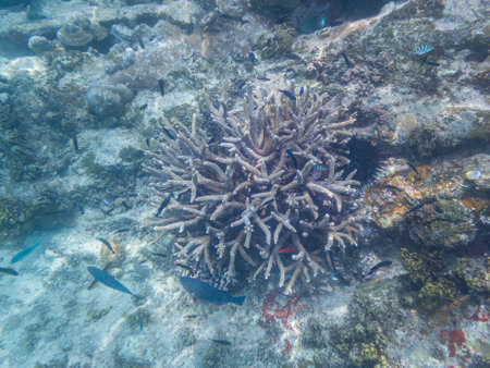 Discovering Corals, Fish And Sea Urchin While Snorkeling On Mahe Island, Seychellesの写真素材