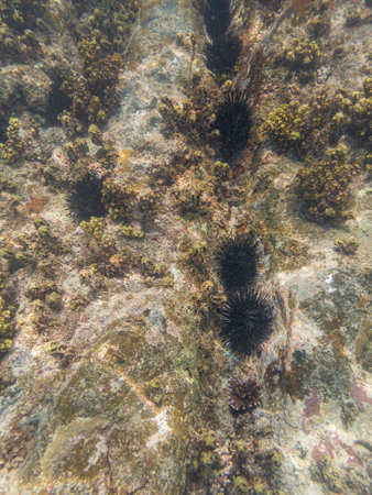 Black Sea Urchins In A Row On The Seafloor - Lakes On Mahe Island, Seychelles