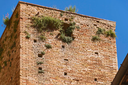 Plants On An Ancient Building In San Gimignano, Tuscanyの写真素材