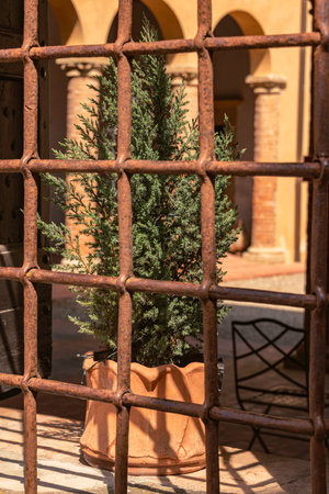 The Small Potted Cypress Tree Behind The Lattice - Seen In Historic Certaldo, Tuscanyの写真素材