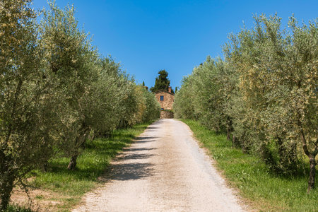 Driveway To The Winery Through The Beautiful Olive Plantationの写真素材