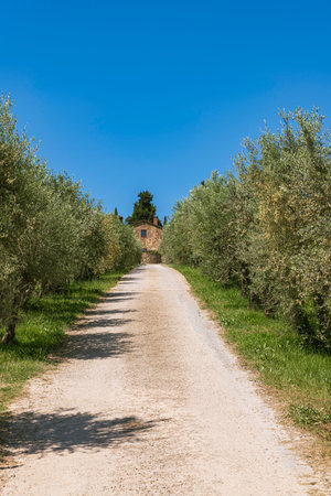 Small Beautiful Winery In The Chianti Region On A Sunny Day In Springの写真素材