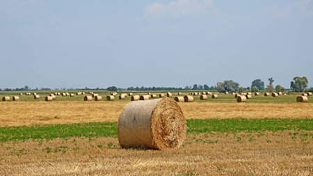 Hay bales on the field after harvestの写真素材