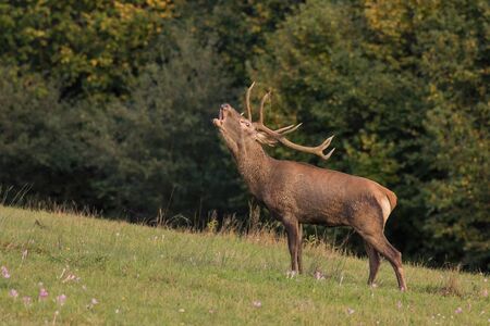 Roaring Deer, Red Deer (Cervus elaphus), Slovakiaの写真素材