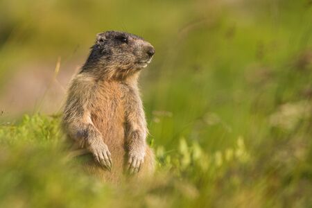 Marmot (Marmota marmota), Slovakia, Low Tatrasの写真素材