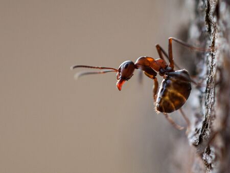 Red tree ant (Formica rufa), Slovakiaの写真素材