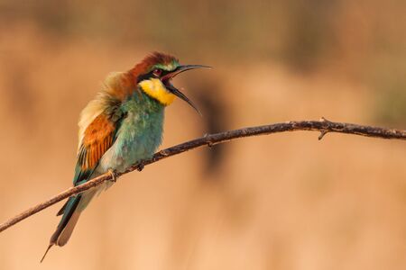 Angry Bee-eater (Merops apiaster), Slovakiaの写真素材