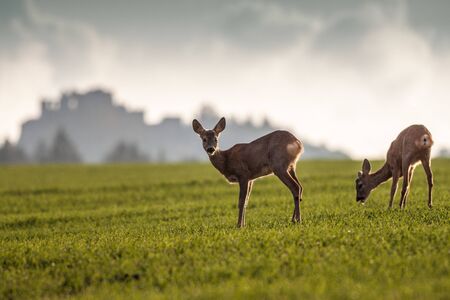 Roe deer (Capreolus capreolus), Slovakiaの写真素材