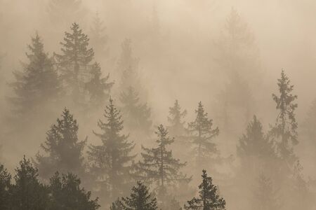 Trees surrounded by fog in morning sun, Slovakiaの写真素材
