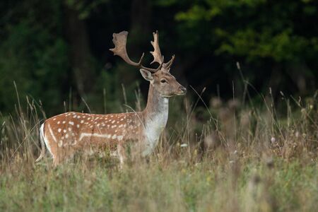 Fallow Deer (Dama dama), Slovakiaの写真素材