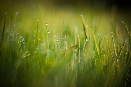 Dew drops on grass leaves