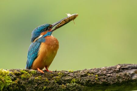 Common Kingfisher sitting on branch with fish in beak, (Alcedo atthis), Slovakia