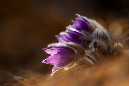 Bunch of Violet Flowers, Pasqueflower (Pulsatilla)の写真素材