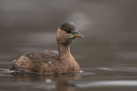 Little grebe swimming in river, (Tachybaptus ruficollis), Slovakiaの写真素材