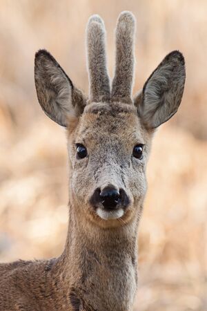 Portrait of a young roe deer (Capreolus capreolus), Slovakiaの写真素材