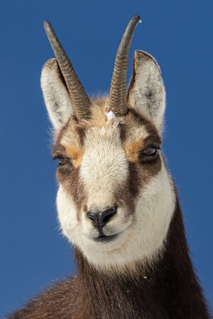 Portrait of Chamois (Rupicapra rupicapra), Slovakiaの写真素材