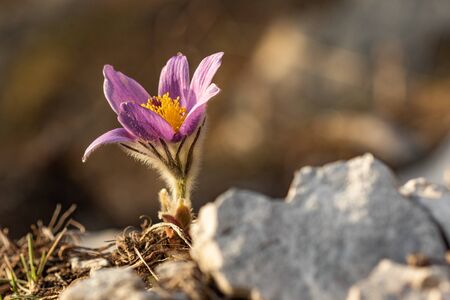 One purple flower blooming on rocks, (Pulsatila slavica), Slovakiaの写真素材