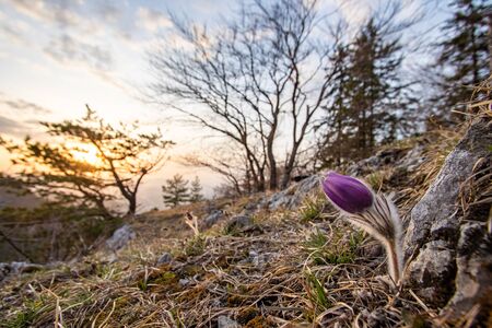 One purple flower blooming on rocks with trees and sunset in background, (Pulsatila slavica),...