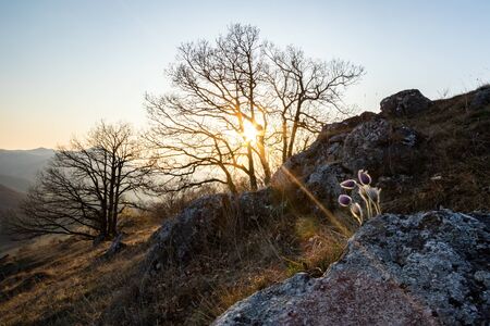 Three purple flowers blooming on rocks with trees and sunset in background, (Pulsatila slavica), Slovakiaの写真素材