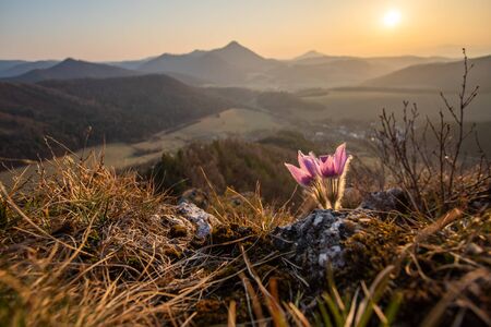 Two purple flowers blooming on rocks with mountains and sunset in background, (Pulsatila slavica), Slovakiaの写真素材