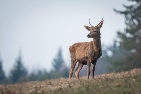 Young red deer standing in meadow, (Cervus elaphus), Slovakiaの写真素材