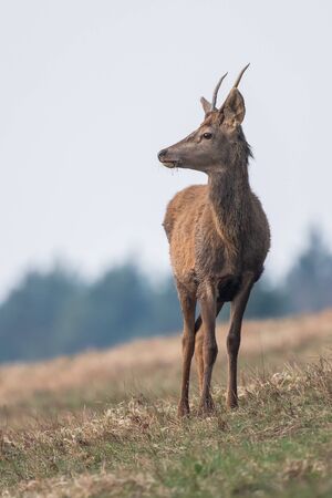 Young red deer standing in meadow, (Cervus elaphus), Slovakiaの写真素材