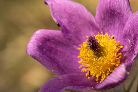 Detail of purple flower (Pulsatila slavica), Slovakiaの写真素材