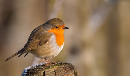 robin standing on a pole during winter