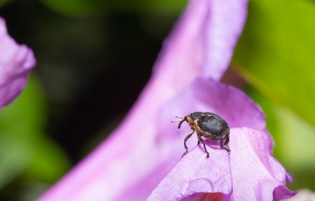 Macro photo of a nosy beetle on a flower in a garden
