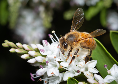 bee pollinating white flowers macroの写真素材