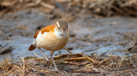 close up of a furnarius leucopus bird in a field looking for food.の写真素材