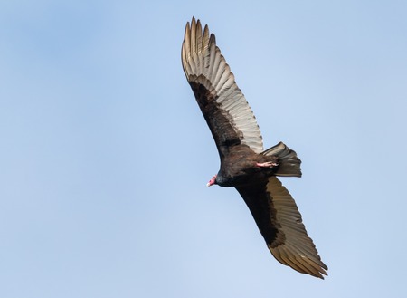 Turkey vulture circling .の写真素材