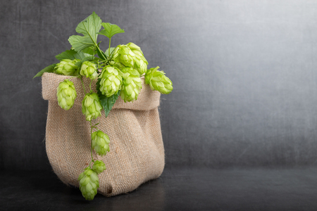 Freshly cut bio beer hop in a bag