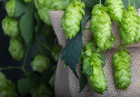 biological beer hop in a bag close upの写真素材