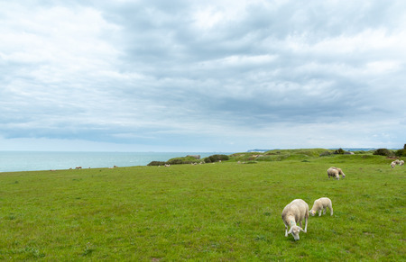 Sheep and lamb grazing in a green field with the atlantic ocean