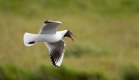 Black headed seagull in his habitat hunting for fishの写真素材