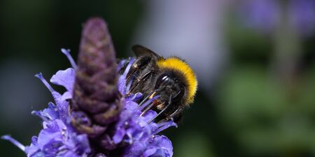 Close up of a bumblebee pollinating flowers while being endangered by extinction by overuse of pesticides and deforestation.の写真素材