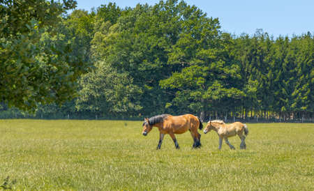 Horse with foal in a field on a beautiful summer dayの写真素材