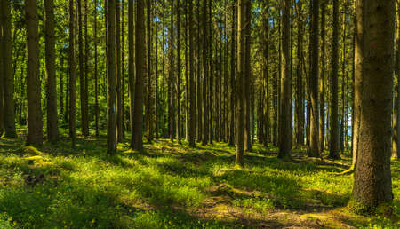 Panorama of a green forest during summer time. Old trees.の写真素材
