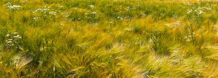 A wheat field during summer on a beautiful day. Close upの写真素材