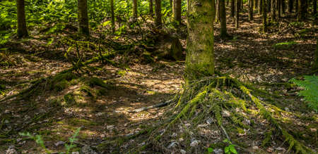 Panorama of a green forest during summer time. Old trees.の写真素材
