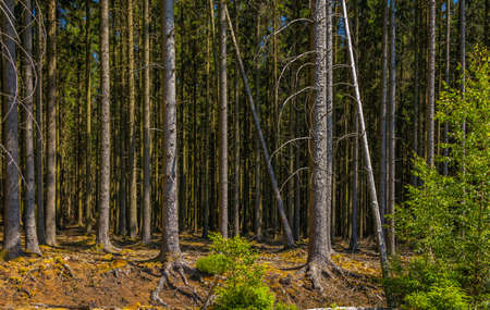 Panorama of a green forest during summer time. Old trees.の写真素材
